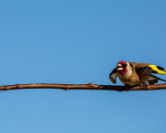IMG_0281_LR