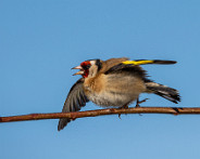 IMG_0370_LR