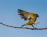 IMG_5356_LR