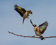 IMG_5668_LR