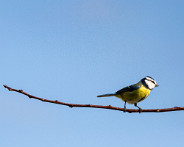 IMG_7021_LR