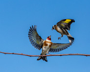 IMG_7295_LR