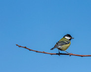 IMG_7468_LR