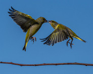 IMG_7703_LR