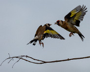 IMG_1967_LR