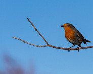 IMG_6560_LR
