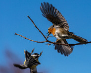 IMG_7020_LR