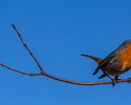 IMG_7292_LR