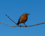 IMG_7748_LR