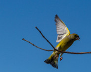 IMG_7963_LR