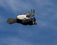 IMG_7941_LR