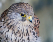 IMG_8052_LR