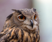 IMG_3180_LR