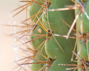 IMG_0662_LR