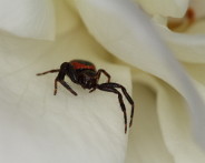 IMG_0554__DPP