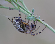 IMG_3797_DxO