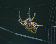 IMG_6242_LR