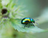 IMG_3610_LR