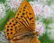 IMG_3731_LR