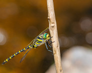 IMG_4249_LR