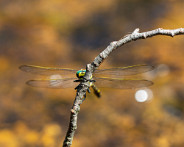 IMG_4255_LR