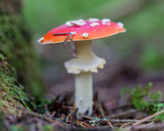 IMG_5196_LR