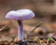 IMG_5261_LR