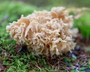 IMG_5270_LR