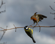 IMG_1940_LR