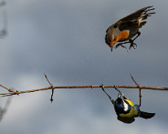 IMG_1941_LR