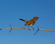 IMG_3285_LR