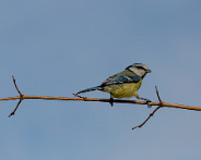 IMG_3673_LR