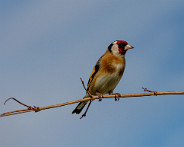 IMG_3702_LR