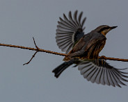 IMG_3821_LR