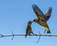 IMG_4033_LR