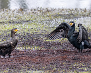 IMG_4260_LR