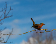 IMG_9094_LR