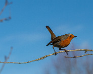 IMG_9366_LR