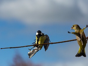 Oiseaux 2025