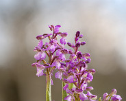 IMG_4508_LR