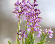 IMG_4663_LR