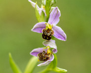 IMG_6181_LR