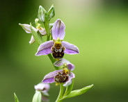 IMG_6342_LR