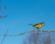 IMG_9633_LR